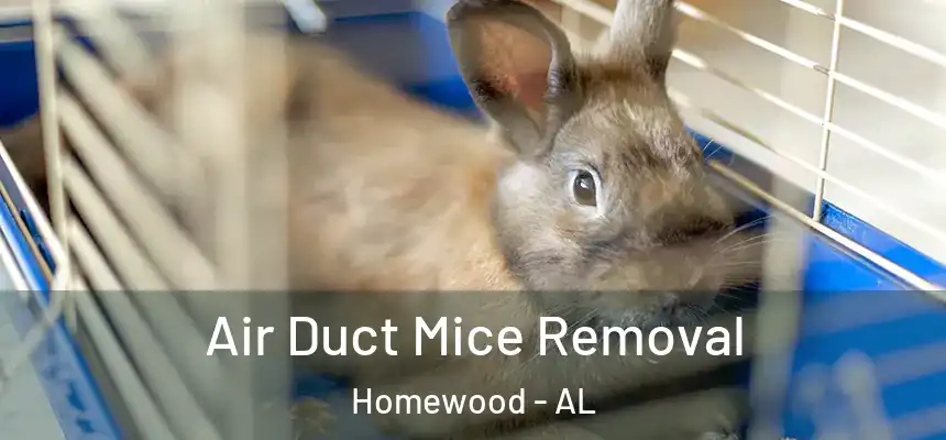  Air Duct Mice Removal Homewood - AL